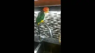 Felix#charot#chat #chaton   #parrots #miniparrot  #caiques  #oiseau # Exotic #cats #persan 🦜🐱🧿