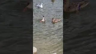 Почти синхронное плавание 🏊&zwj;♀️
