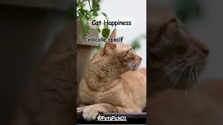 Your cat&rsquo;s happiness starts with love and care! #HappyCat #CatLife #catcare #cathappiness