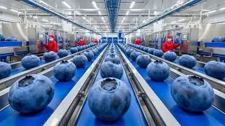 Inside the Blueberry Super Factory How Millions of Berries Are Processed Every Day