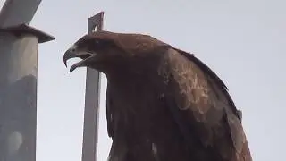 Black Kite call
