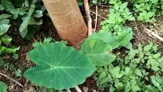 Grow with nature around you #mothernature #africa #agroecology #balanceforbetter 