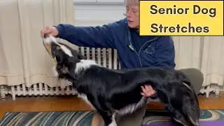Stretches to help your senior dog that is a little slow getting up in the morning