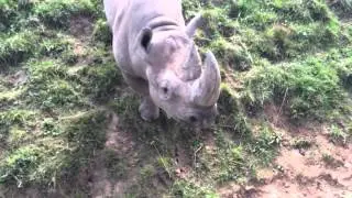 Chester Zoo Friendly Rhino