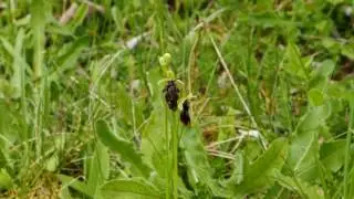 Mason Wasp and Fly Orchid