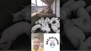 पिल्ले विक्रीसाठी उपलब्ध आहे 🔥🐷...#farming #lifeisbutadream #pig #agriculture #pork #business #