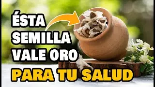 🚨 &iexcl;El Peligro! de comer esta semilla es que no la comas porque es excelente para tu salud.