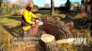 Cięcie obalonego drzewa na kawałki