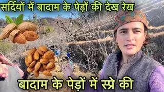 बादाम के पेड़ों की सर्दियों में देख रेख 🌿☘️ || Almond TSO spray || pahadi lifestyle Vlog || GFN