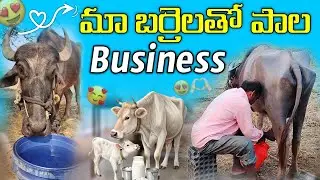 మా బర్రెలతో మా పాల Business 🐃🌾#buffalo#milkdairyfarm#villagelife#village#trendingvideo#youtubevideo