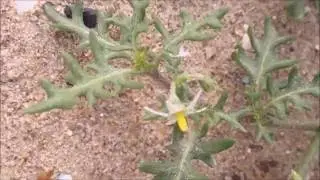 Driebloemige nachtschade (Solanum triflorum) - 2016-07-30