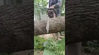Master the Chainsaw: Precise Tree Felling and Log Processing