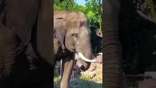 GEMURUH SUARA GAJAH MEMANGGIL BETINA #animals #hewanlucu