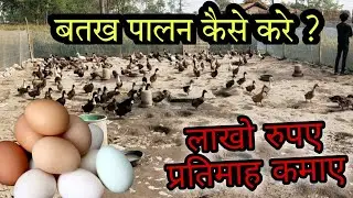 बतख पालन कैसे करे | Duck Farming Kaise Kare | #duckfarming