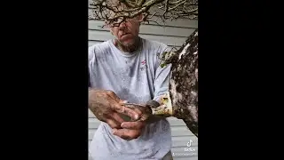 Styling and Repotting a Texas Cedar Elm