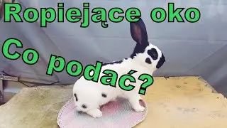 Ropiejące oko, jak zaradzić? - Oddzielam maluchy
