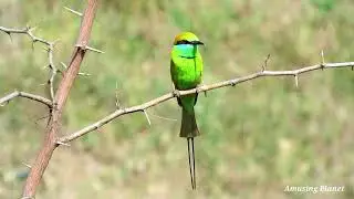 Blue Cheeked Bee -eater flight call