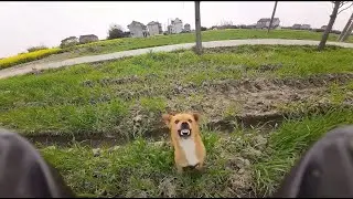 Thử Thách Trêu Chó Hàng Xóm Bằng Flycam