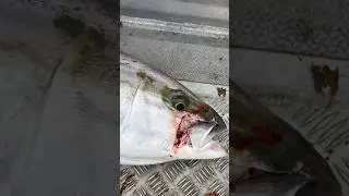 Evening Manukau kingfish on topwater!🔥 #explore #fishing #catchandrelease #fish #kingfish #topwater