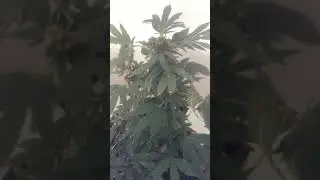 Covid - 19 Weed Grow, July 1st. 2020. Feeding My 4 Cannabis Plants