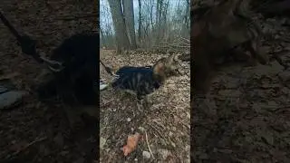 Kimahri Walks On The Trail At Hills & Dales #metropark #bengalcat #nature #running