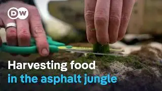 Urban foraging for food - Fresh, tasty and free | DW Documentary