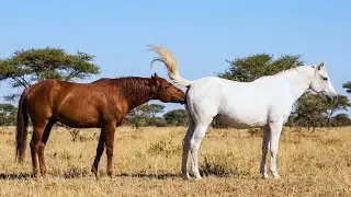 RAW INSTINCT: Wild Horse Rivalry Caught on Camera!