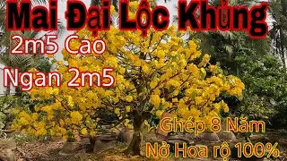 mai đại lộc khủng nở hoa 100%