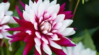 Dahlias at Chenies Manor Drone Footage