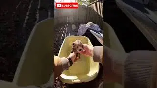 Found a Box of Suffering Puppies, One Man's Kindness Saved Them All #rescuedog #heartwarming #shorts
