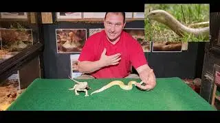 How snakes and lizards are similar & different
