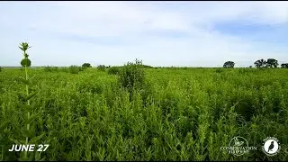 Habitat Tip: Encouraging Wildflower Diversity by Controlling Grasses