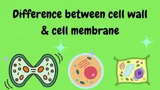 Difference between cell wall & cell membrane 