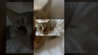 WHEN MR PAWS: He got hypnotized 😄