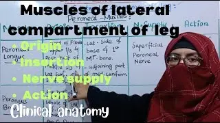Muscles of lateral compartment of leg | peroneal muscles | attachments | clinical anatomy