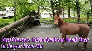 Just Gracie's Little Arabian Horse Head Toss - In Super Slow Mo