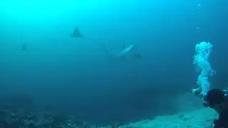 Monad Shoal 2014 Aug