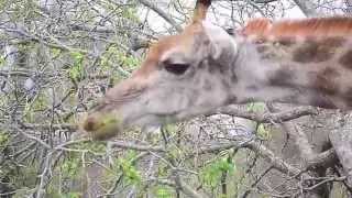 Giraffe Fact File short movie (Giraffa camelopardalis)