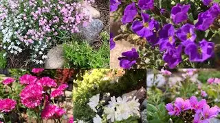 Открываю сезон 2021 🌱сею многолетние цветы🌱обзор черенков🌱