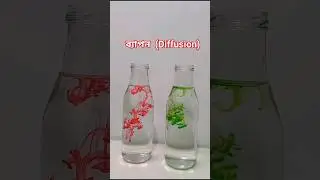 Diffusion of food dye in water #science #experiment