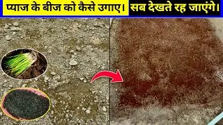 🌱 प्याज के बीज से पौधे कैसे तैयार करें | Onion Seeds to Plant Full Guide in Hindi