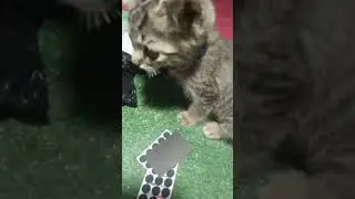 alimin sedang live sekarang!