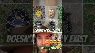 🤯🤯🤯🤯🤯 #youtubeshorts #turtle #earth #wisdom #motivation #shortsfeed #likeandsubscribe #illusion