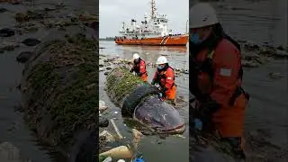 Kind rescuers save giant fish from tire. 🧡 #kindness #rescue #shorts