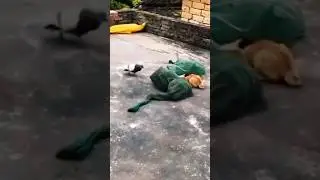 Mr bombastic cat vs pigeon #shorts #shortvideo #cat #pigeon