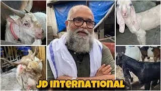 JD INTERNATIONAL and Breeding Setup | Reason behind making JD international
