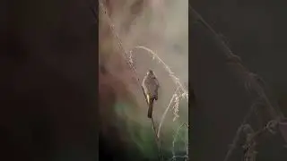 Yellow vented Bulbul #subscribe #birds #nature #shortsfeed #shorts #cambodia #wildlife