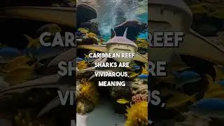 Discover the Mysterious Caribbean Reef Shark: Amazing Facts Revealed! #wildanimalfacts #amazingfacts