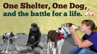 One Shelter, One Dog, and the Battle for a Life -- A Must See Ending