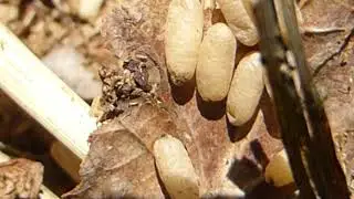 Black Garden Ants - Eggs and larvae - Lasius niger -  Bl&ouml;kkumaurar - Svartmaurar - Maurab&uacute;